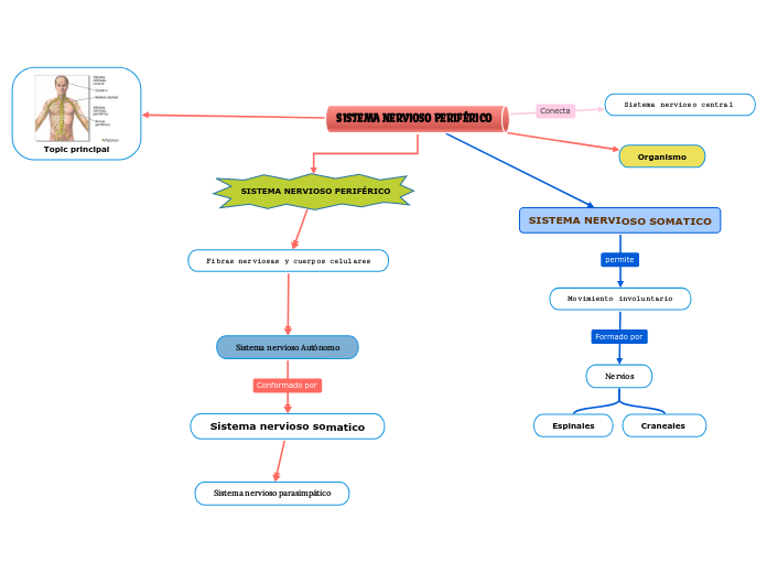 SISTEMA NERVIOSO PERIFÉRICO - Mind Map